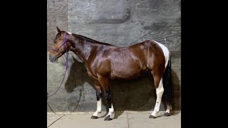 High Brows Bruiser  2022 Gelding  Video 8724 8th ride [upl. by Lunsford356]