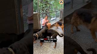 Rottweiler Dogs Ne Chudwa Di Biwi Ki Phone Ki Bimaari shorts Rottweiler dogs youtubeshorts [upl. by Meesan445]