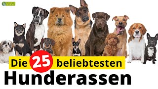 Top 25  Die beliebtesten Hunderassen [upl. by Enos]