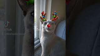 Christmas Zophie kittan animalsounds russianblue catmeows catlover cute kitte [upl. by Garv]