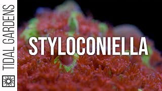 Stylocoeniella Coral Care Tips [upl. by Yentihw]