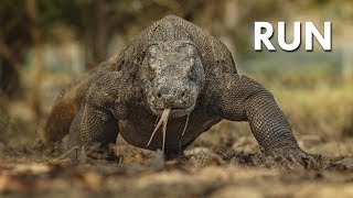 Komodo Dragon The Ultimate Apex Predator [upl. by Etteiram802]