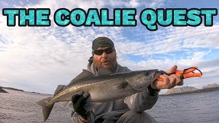 The quest for my PB coalfish [upl. by Euh]