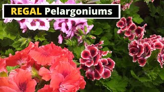 Regal Pelargoniums [upl. by Nomor110]