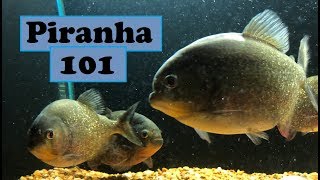 Piranha care 101 [upl. by Blasius]