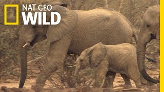 Amazing Animal Migrations by Land Air and Sea  Nat Geo Wild [upl. by Hershell]