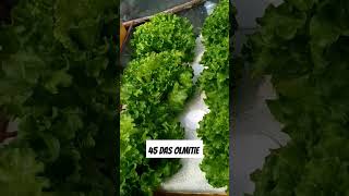 checkout my Hydroponically grown lettuce hydroponics kratkymethod thankyouforwatching [upl. by Goldsworthy]