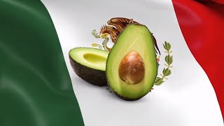 10 Hour of Avocados 🥑 From Mexico 🇲🇽 [upl. by Akel658]