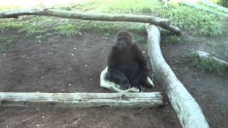 San Diego Zoo gorillas mating 112011 [upl. by Mines440]