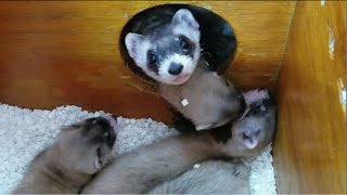 Louisville Zoo blackfooted ferret kits [upl. by Ridan]