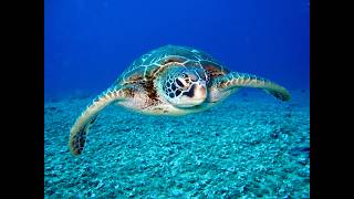 Sea TURTLE Aquatick Evolutiva Reptilian Ambience Sea TURTLE [upl. by Bullough]