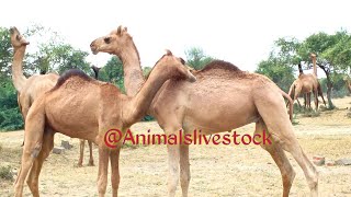 Camel fighting video camel fighting each other camels walking sounds [upl. by Merrow891]