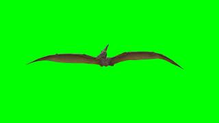 Pterodactyl Dinosaur flying on Green screen  Bird dinosaur chroma key [upl. by Ellevel]