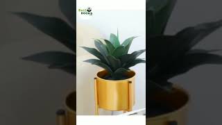 GunFlus  Indoor Plants Review  SoiL Books shorts short fypシ゚viral fyp foryou indoorplants [upl. by Uahsoj602]