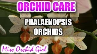 How to care for Phalaenopsis Orchids  Watering fertilizing reblooming [upl. by Alexandros794]