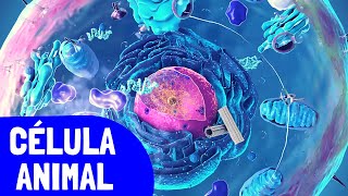 La CÉLULA ANIMAL y sus partes organelos celulares➡️Video educativo de biología🔬 [upl. by Nnairb]