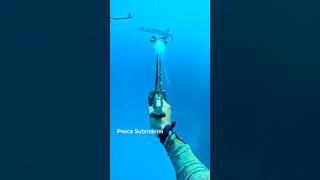 Barracuda gigante con pesca submarina o Spearfishing fishing spearfishing pescasubmarina [upl. by Hacker775]