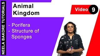 Animal Kingdom  NEET  Porifera  Structure of Sponges  Neela Bakore Tutorials [upl. by Enimisaj]