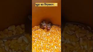 चूहे का रिलेशन😂😂😂 comedy youtubeshorts funny tranding viralvideo [upl. by Weisman82]