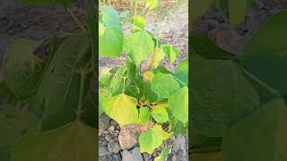 comedyvideos nature floodirrigation natureplants farming villageplants villagelife planting [upl. by Pagas621]