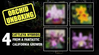 Unboxing 4 Beautiful and Uncommon CATTLEYA ORCHIDS These Flowers Are AMAZING [upl. by Stinky690]