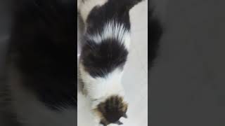 Beautiful cat playing with Real Short mouse 🐁🐁🐁🐁 [upl. by Adalia863]