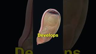 Fetal Presentation  viralvideo fyp pregnancy baby science biology childbirth trending [upl. by Alimat495]