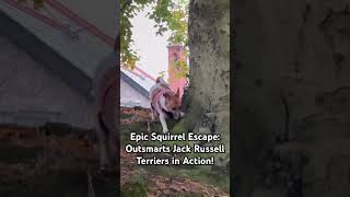 Clever Squirrel’s Daring Escape from Jack Russell Terriers Must Watch dog pets doglover cute [upl. by Ginder992]