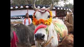 AARTI GAU MATA KI Directed By Sandeep Chugh [upl. by Bret]