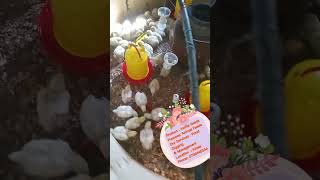 Azolla Seeds in Kenya azollafarming subscribe success agriculture animals chicken [upl. by Zina]