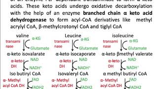 Classification of amino acids  Chemical processes  MCAT  Khan Academy [upl. by Mcmahon610]