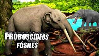 El origen de los Elefantes 🐘 Proboscídeos fósiles 🤩 [upl. by Stickney]