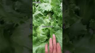 Menanam Head Lettuce Selada Kepala Resep Pestisida Bawang Tumbuk Bawang Putih 5 Siung Masukka [upl. by Eitac]