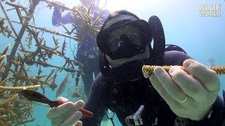 Florida Coral Farming  JONATHAN BIRDS BLUE WORLD [upl. by Learsi795]