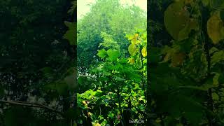 chlorophyll a miracle substance [upl. by Attenna]