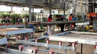 Vireõ  Hedera Plant company movie English subtitles [upl. by Art]