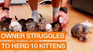 Owner Struggles to Herd 10 Kittens [upl. by Akemhs309]