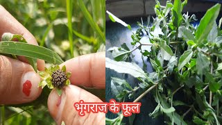 भृंगराज के फूल देखाइए इस तरह होता है how to make Bhringraj flower [upl. by Schmeltzer]