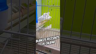 BLANCOS RECESIVOS DE CALIDAD ave ornitologia bird canaricultura canario aviario canary white [upl. by Haziza]