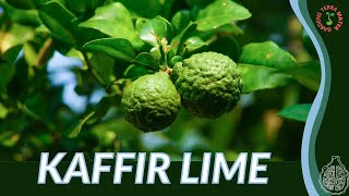 KAFFIR LIME Information amp Growing Tips Citrus hystrix [upl. by Yhtommit]