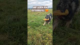 Die Hunde lieben ihn  und ich sowieso 😀 hunde [upl. by Ruphina]