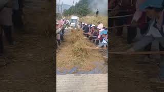 Buckwheat threshing process Good tools and machinery can increase work efficiency [upl. by Airt345]