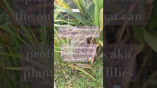 ✨ PLANT FACT ✨ music trending plantvibes plants garden gardening plantips plantmusic shorts [upl. by Sparks536]