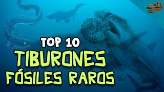 Top 10 Tiburones fósiles RAROS [upl. by Limaj]