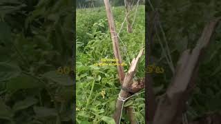 tomato farming agriculture farmer vegetables viralreels subscribe todaytomatorateinkolar [upl. by Evangelin]