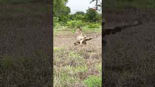 Eagle attack chiken foryou viral food amazing [upl. by Naret]