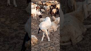 Gotas desert 🐐🐐shortvideo subscribe rajasthan [upl. by Jamey560]