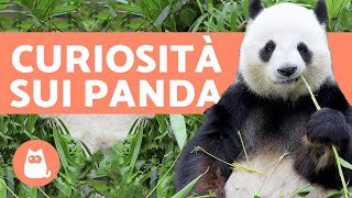 Cosa mangia il PANDA 🐼 Tutto sullALIMENTAZIONE del panda [upl. by Towill]