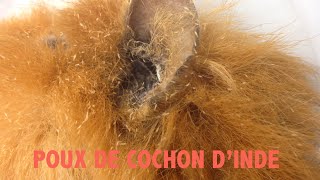 quotPouxquot de cochon dinde [upl. by Brandy133]