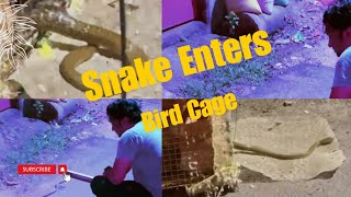 Snake in birds cage 😮 🐍 [upl. by Herates]